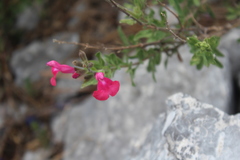 Salvia greggii