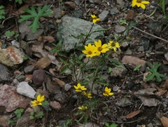 Heliopsis parvifolia