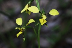 Diuris abbreviata