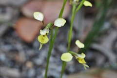 Diuris abbreviata