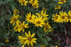 Heliopsis parvifolia