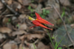 Aquilegia desertorum
