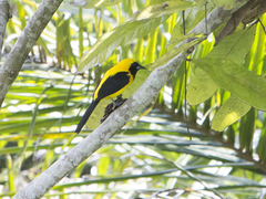 Icterus chrysater