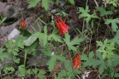 Aquilegia desertorum