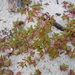 Euphorbia bombensis - Photo (c) Ali and Brice, algunos derechos reservados (CC BY-NC), subido por Ali and Brice