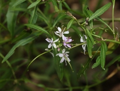 Thelypodium wrightii