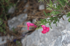 Salvia greggii