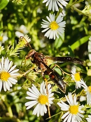 Polistes annularis