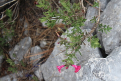 Salvia greggii