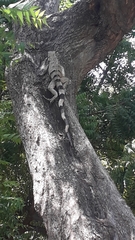Iguana iguana