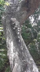 Iguana iguana
