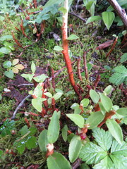 Calyptospora columnaris