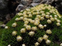 Raoulia subulata