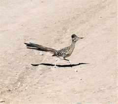Geococcyx californianus