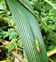 Conocephalus saltator