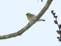 Leiothlypis peregrina