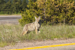 Canis latrans