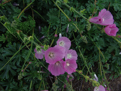 Sidalcea malviflora malviflora
