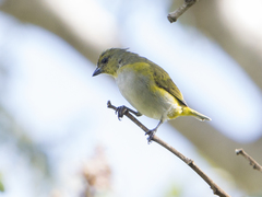 Euphonia trinitatis