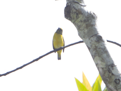 Euphonia trinitatis