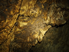 Artibeus jamaicensis