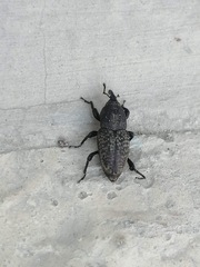 Sphenophorus cicatristriatus