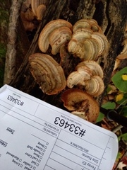 Metuloidea reniformis