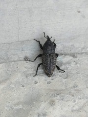 Sphenophorus cicatristriatus
