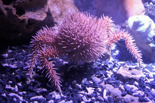 Porcupine Crab