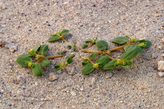 Euphorbia ocellata arenicola