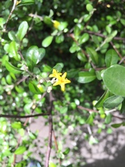 Corokia