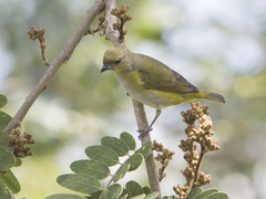 Euphonia trinitatis