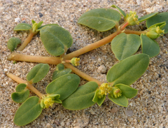 Euphorbia ocellata arenicola