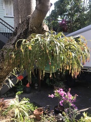 Rhipsalidopsis gaertneri