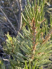 Pinus quadrifolia