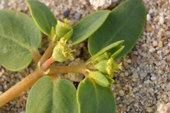 Euphorbia ocellata arenicola