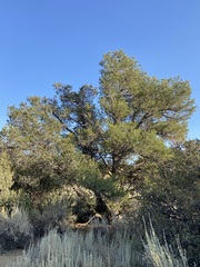 Pinus quadrifolia