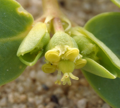 Euphorbia ocellata arenicola