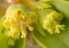 Euphorbia ocellata arenicola