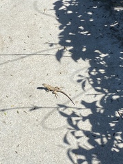 Sceloporus occidentalis
