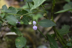 Dicliptera hookeriana