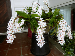 Sarcochilus hartmannii