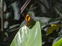 Adelpha irmina