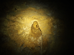 Mormoops blainvillei