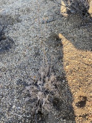 Hymenopappus filifolius lugens