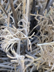 Hymenopappus filifolius lugens