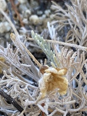 Hymenopappus filifolius lugens