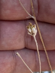 Hymenopappus filifolius lugens