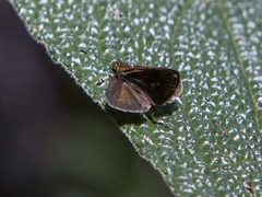Hesperiinae