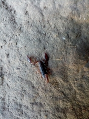 Didymocentrus krausi